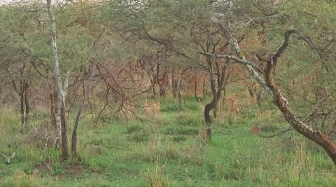 Hippopotamus Stock Footage 10722836