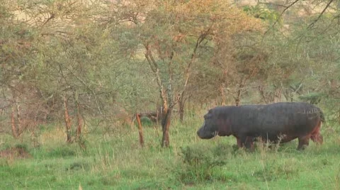 Hippopotamus Stock Footage 10722855