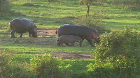 Hippopotamus Stock Footage 10722870