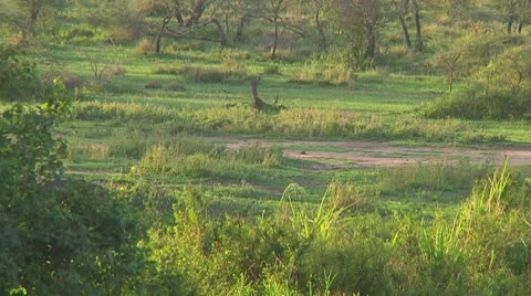 Hippopotamus Stock Footage 10722881