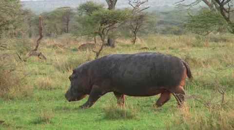 Hippopotamus Stock Footage 10750387