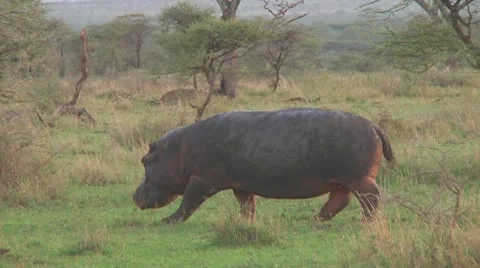 Hippopotamus Stock Footage 10759516