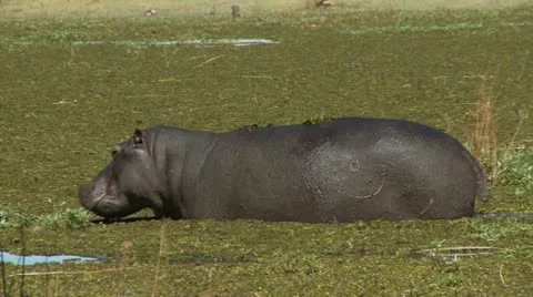 Hippopotamus 库存影片 10914048