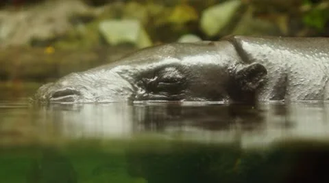 Hippopotamus Stock Footage 20434790