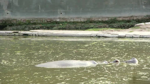 Hippopotamus Stock Footage 24675073