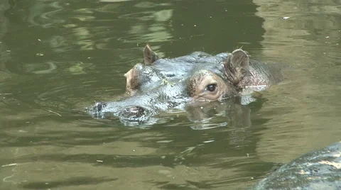 Hippopotamus Stock Footage 42672473