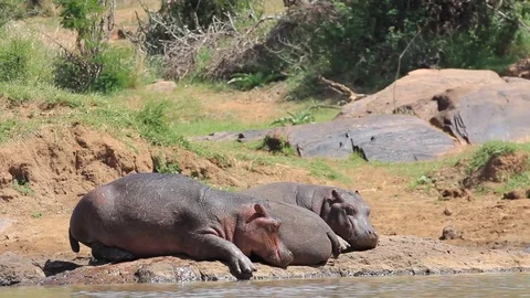 Hippopotamus Stock Footage 77380444