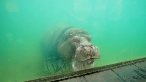 Hippopotamus Stock Footage 102470646