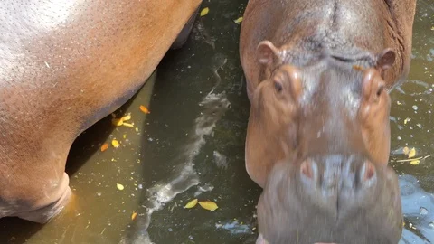 Hippopotamus Stock-Footage 117376418