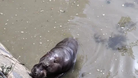 A hippopotamus gets food while standing in the water at the zoo Stock-Footage 205119864