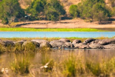 Hippopotamus group Stock Photos