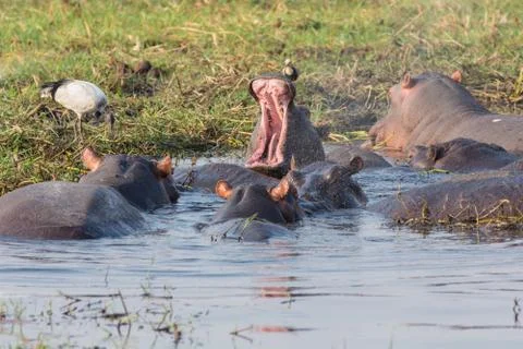 Hippopotamus group Stock Photos