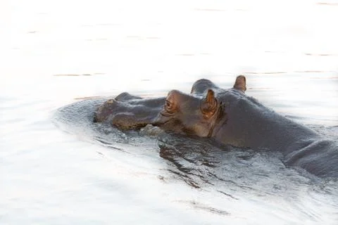 Hippopotamus head Foto stock