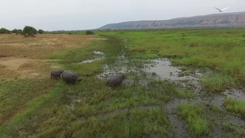 Hippopotamus, Herd of Hippopotamus, Drone Footage, Aerial Footage, Africa Stock Footage 83435652