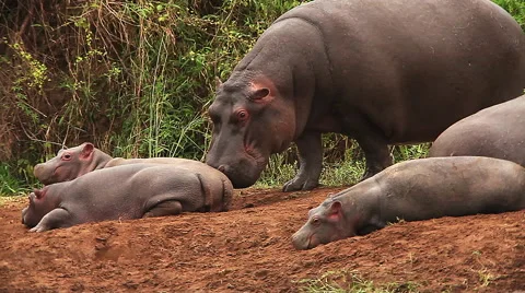 Hippopotamus, hippopotamus amphibius, Adult licking Young, Masai Mara Park Stock Footage