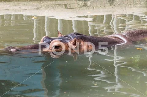Hippopotamus (Hippopotamus amphibius) Stock Photos