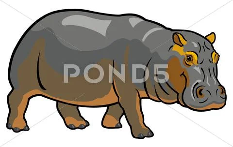 Hippopotamus Stock Illustration