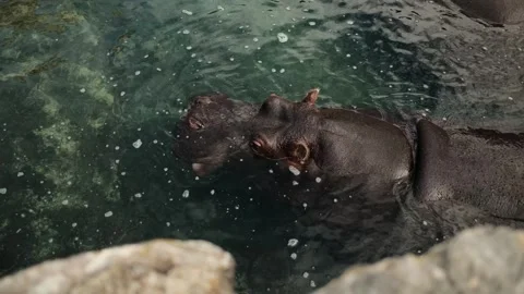 Hippopotamus lying half submerged in a pool at Belgrade Zoo in autumn sunlight Vídeo Stock 342725312