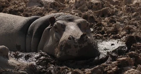 Hippopotamus lying motionless in puddle of mud slow motion 120 fps Stock Footage 251727231