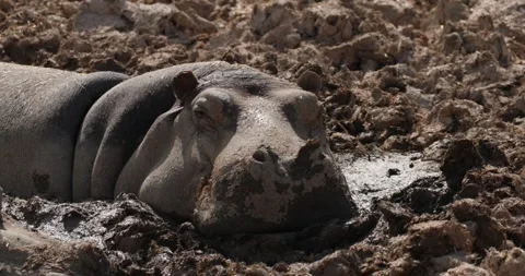 Hippopotamus lying motionless in a puddle of mud, slow motion 120 fps Stock Footage 251727328