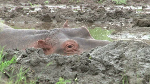 Hippopotamus in mud pool Stock Footage 24990855