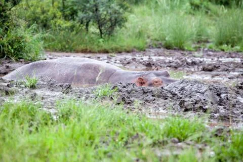 Hippopotamus in mud pool Stock Photos