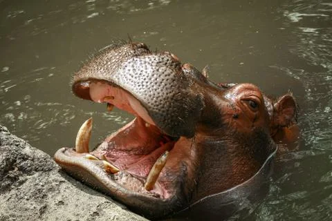 Hippopotamus open muzzle Stock Photos