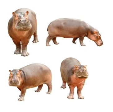 Hippopotamus Foto stock