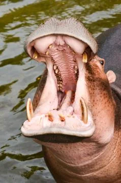 Hippopotamus 스톡 사진