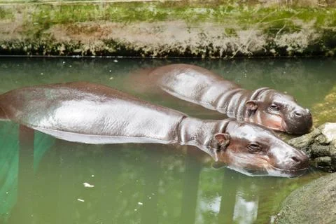Hippopotamus Stock Photos