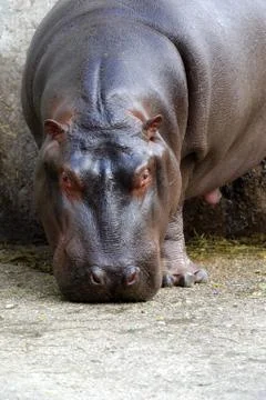 Hippopotamus Stock Photos