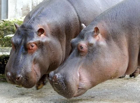 Hippopotamus Foto stock