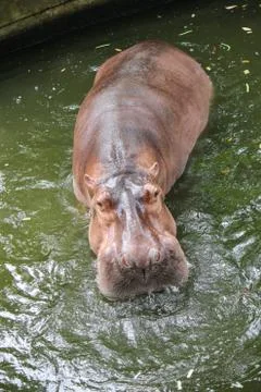 Hippopotamus Stock Photos