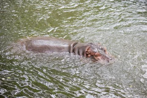 Hippopotamus Stock Photos