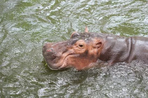 Hippopotamus Stock Photos