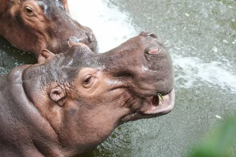 Hippopotamus Stock Photos