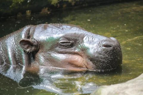Hippopotamus Stock Photos
