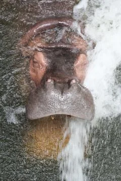 Hippopotamus Stock Photos