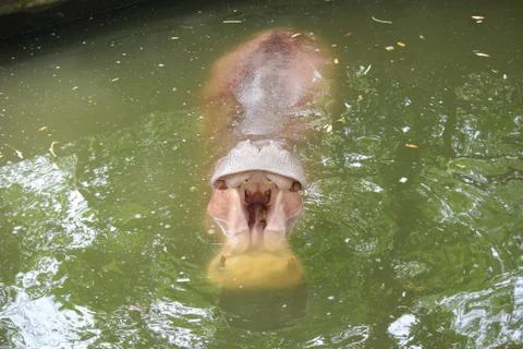 Hippopotamus Stock Photos