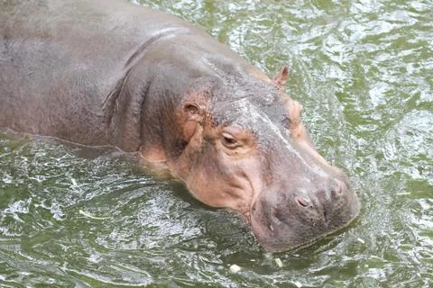 Hippopotamus Stock Photos