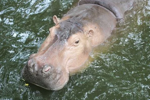Hippopotamus Stock Photos