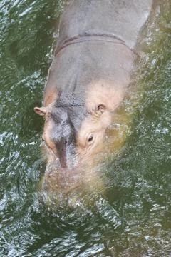 Hippopotamus Stock Photos