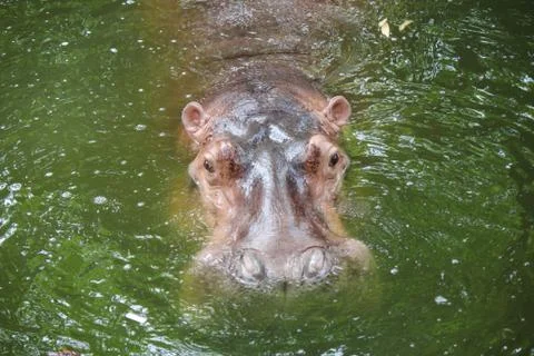 Hippopotamus Stock Photos
