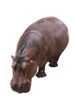 Hippopotamus Stock Photos