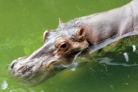Hippopotamus Stock Photos