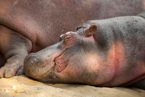Hippopotamus Foto stock