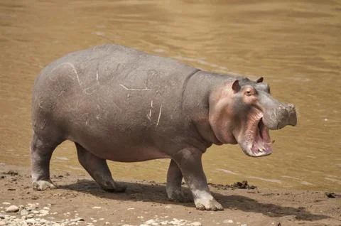 Hippopotamus Fotos Stock