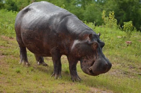 Hippopotamus Stock Photos