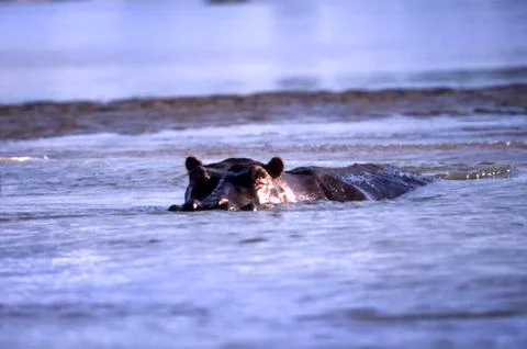 Hippopotamus Stock Photos