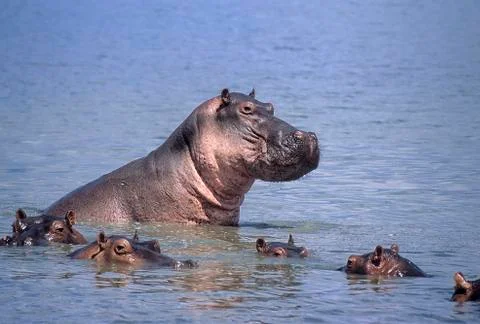 Hippopotamus Stock Photos